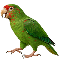 Mitred Parakeet